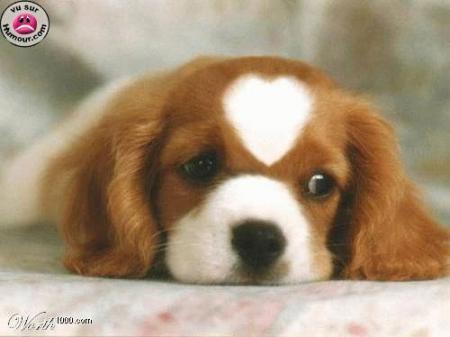 mali wala kalb hta howa yhab achb9a